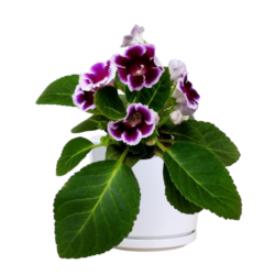 Gloxinia | Stone flower